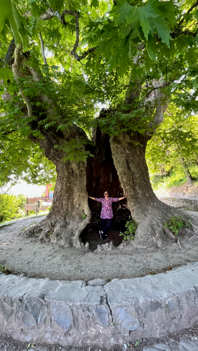The Grand Old Tree at Telavi | #Thursday Tree Love – My Soultalks