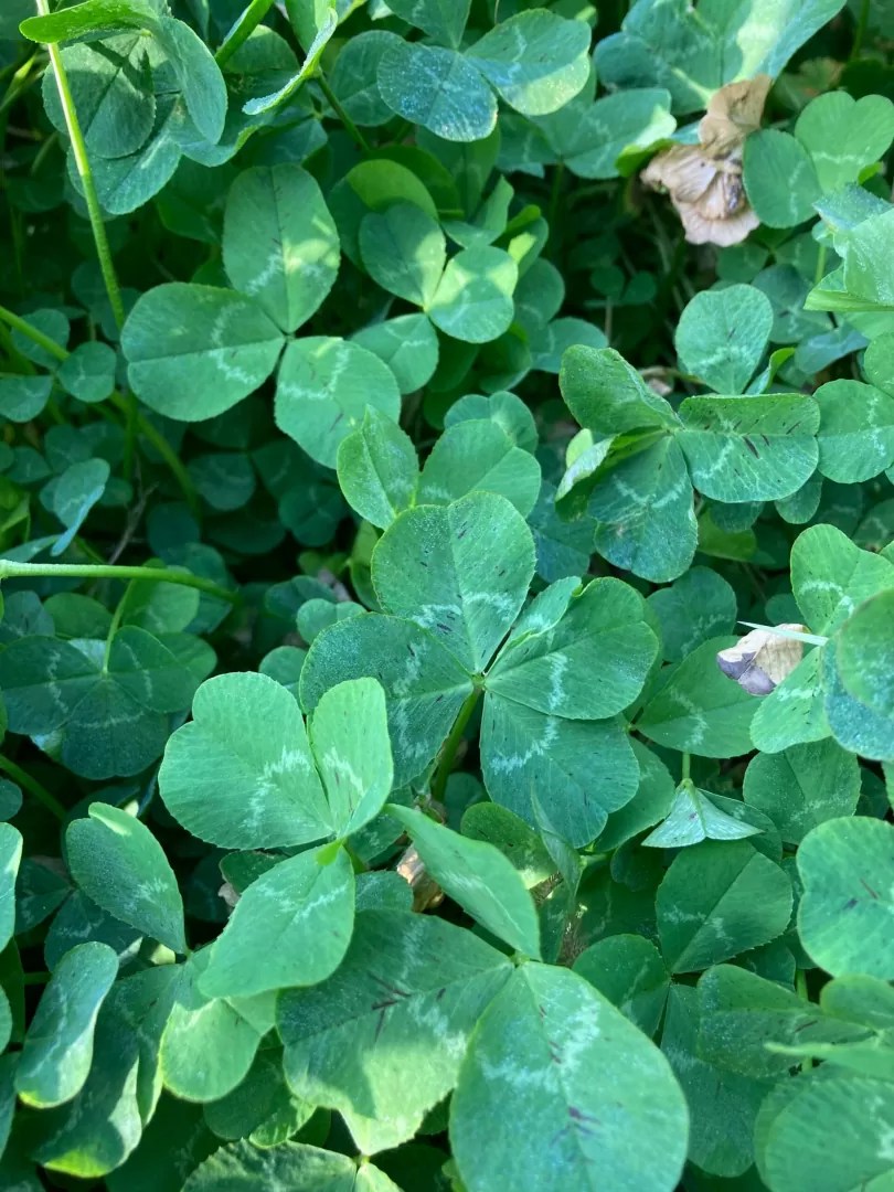幸せの四つ葉のクローバー ｜ 七花ファームダイアリー