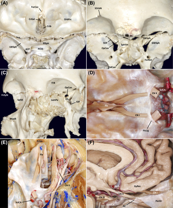 Surgical Anatomy of the Skull Base | Neupsy Key