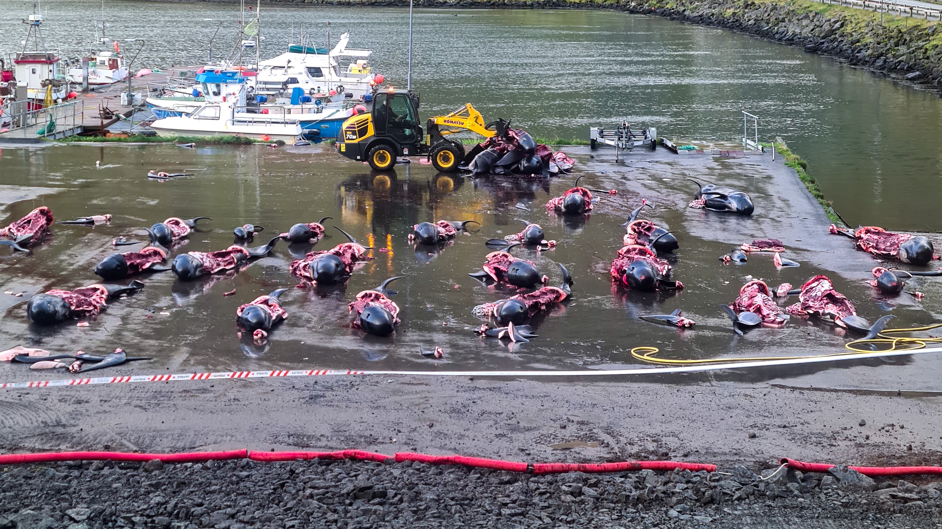 The Heartbreaking Plight of Pilot Whales: A Cry to #StopTheGrind