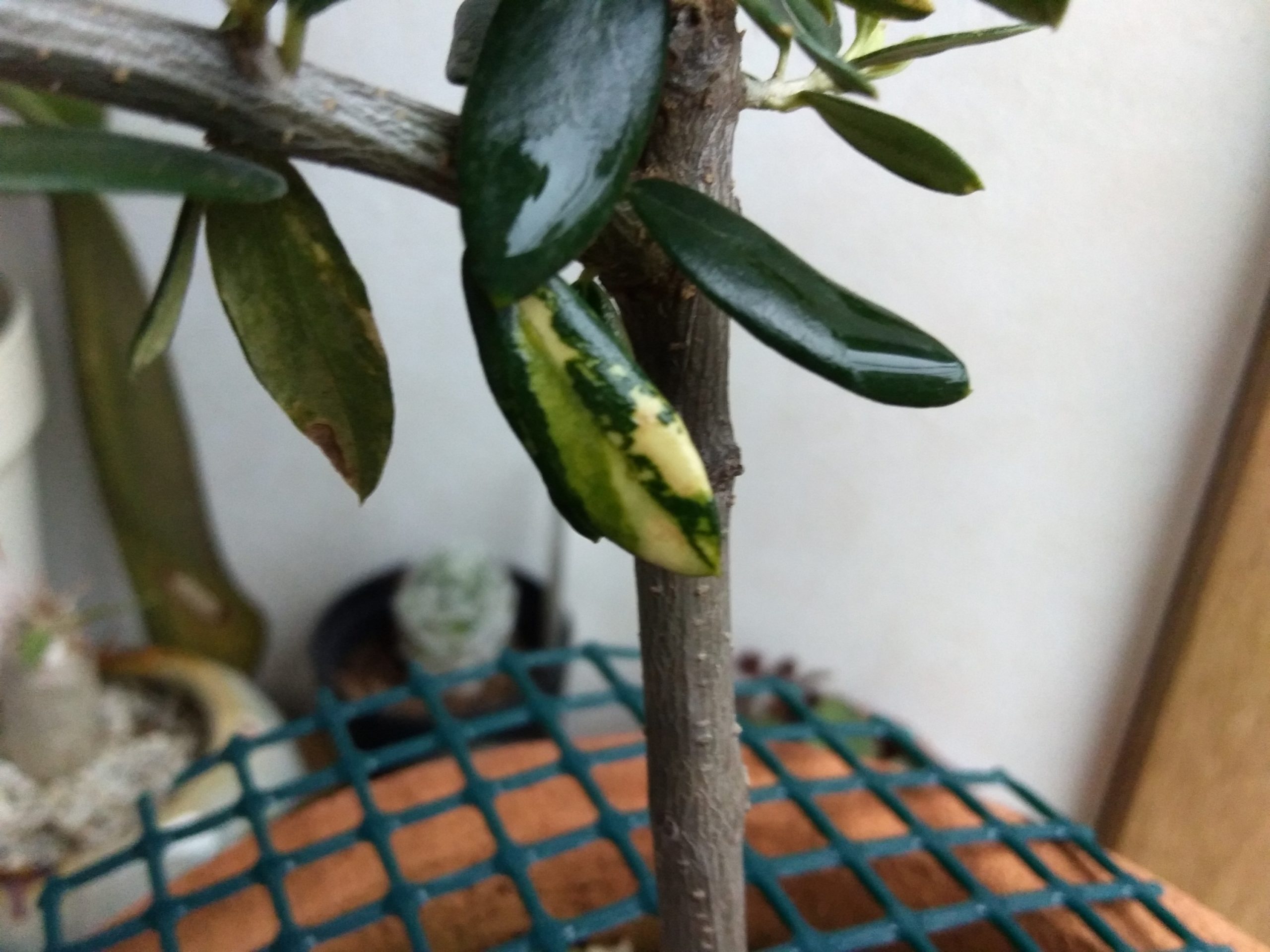 斑入りオリーブ♥ – オリーブを日本一たくさん育てているサラリーマン