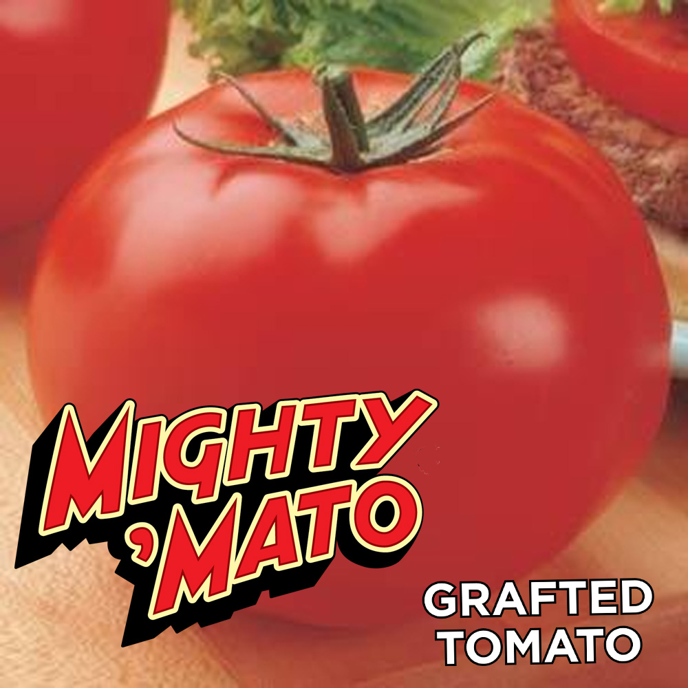 Tomato - Mighty 'Mato Big Beef Grafted Tomato - Sugar Creek