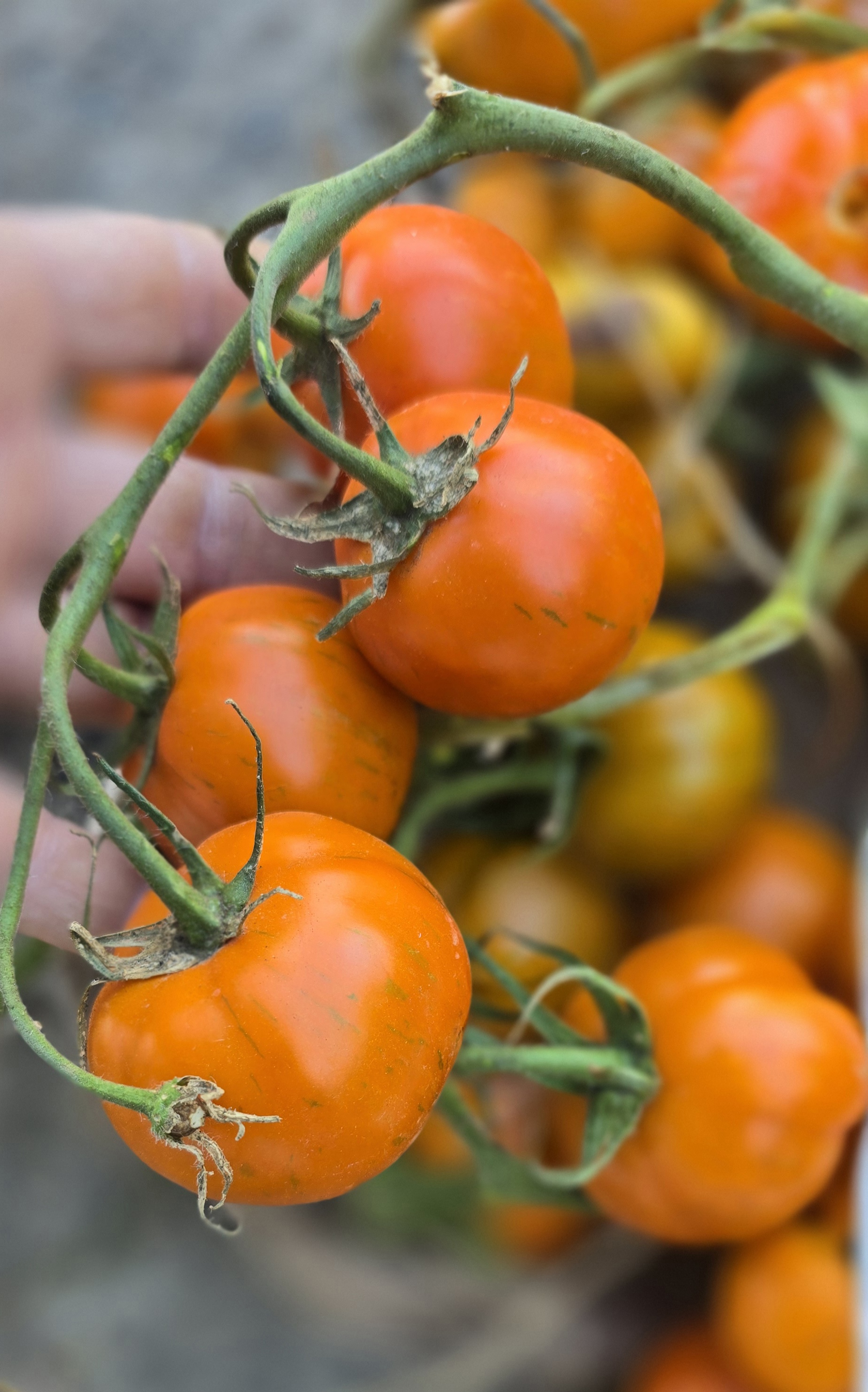 74 2006 Tomato: Stunning Mid-Season Variety Unveiled - Heirloom