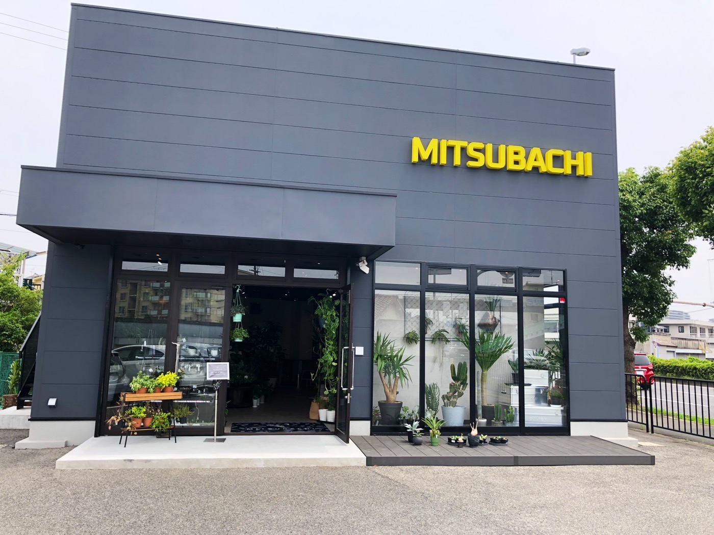 大阪高石市にある観葉植物専門店のMITSUBACHIに行って来ました