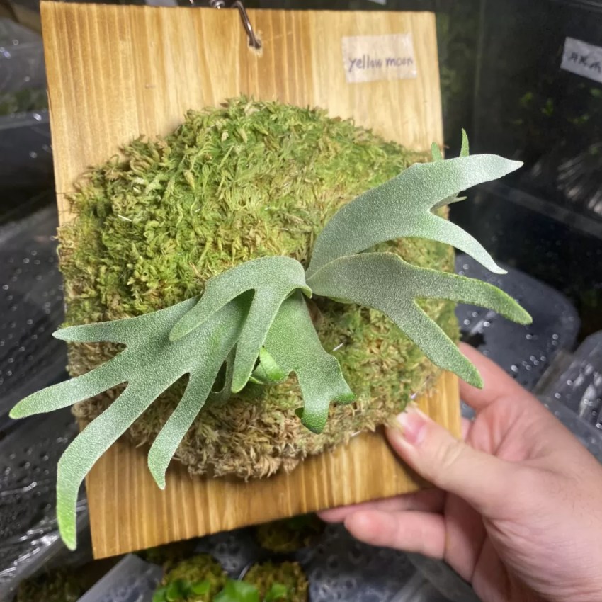 イエロームーン（P. willinckii 'Yellow Moon'）の育成・成長レポート