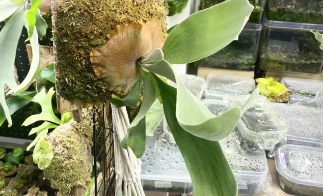 ウィリンキーナノ(P. willinckii 'Nano' )の育成・成長レポート