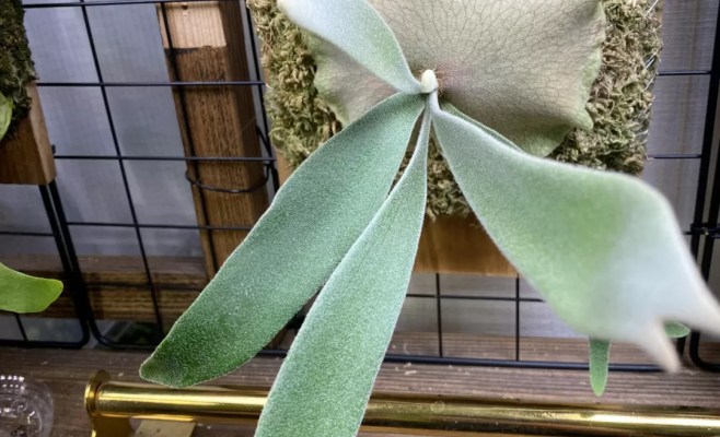 ウィリンキーナノ(P. willinckii 'Nano' )の育成・成長レポート