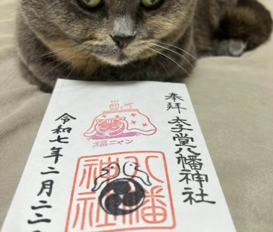 にゃんとも可愛い猫御朱印が話題♪ 太子堂八幡神社の魅力を猫が