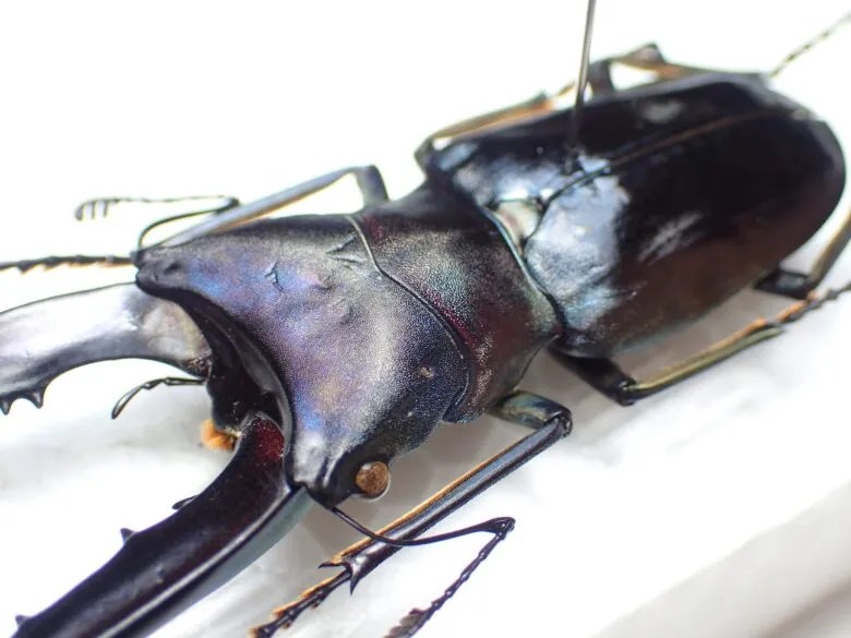 標本】ペレン島が染め上げた青いメタリフェル | わたくわの飼育記