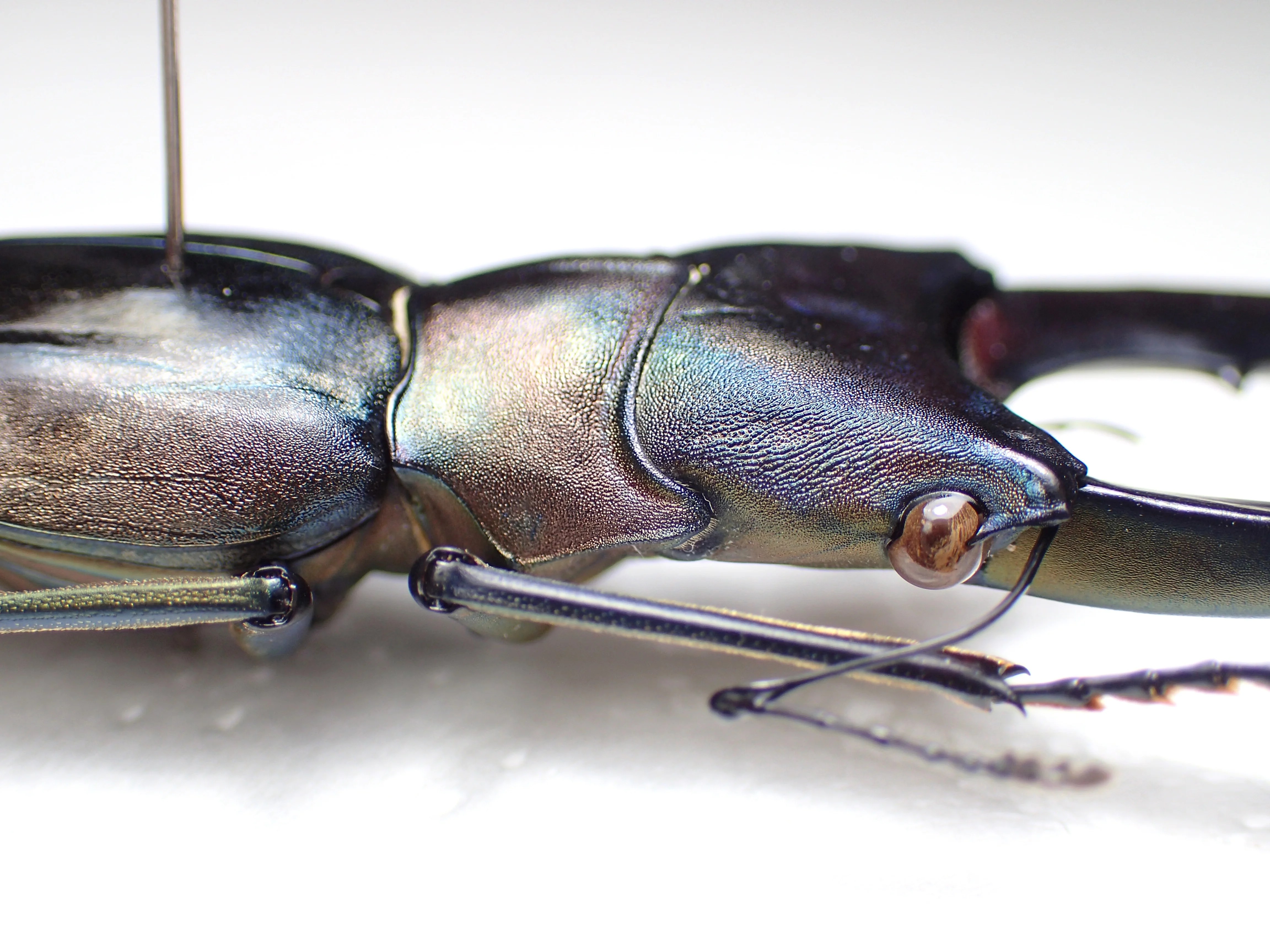 標本】ペレン島が染め上げた青いメタリフェル | わたくわの飼育記