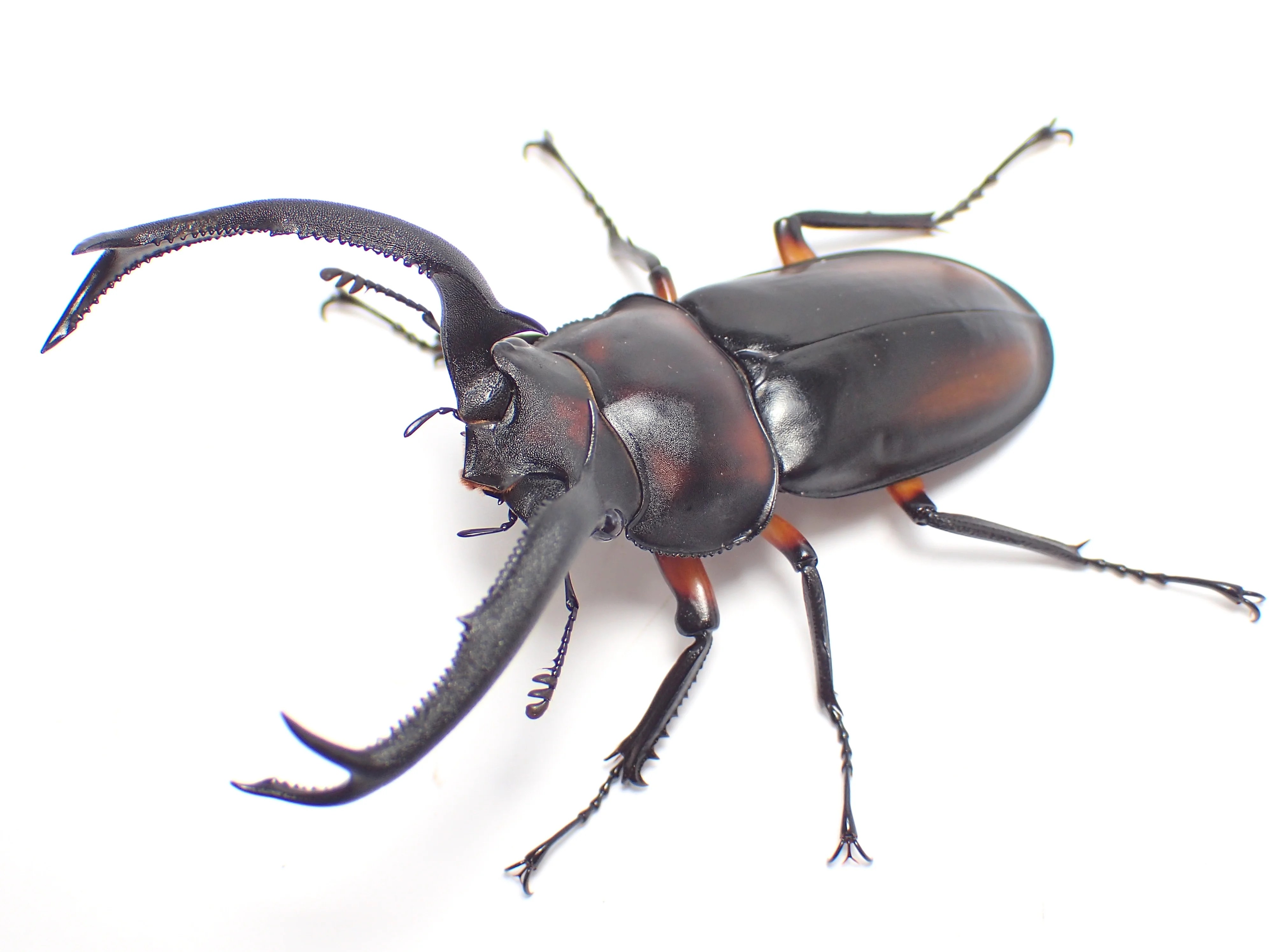 ディディエールシカクワガタの飼育方法 | わたくわの飼育記