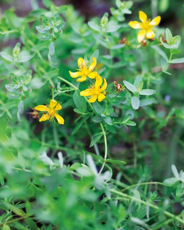 薬物相互作用を学ぶ】メディカルハーブ安全性ハンドブック第2版 – 日本