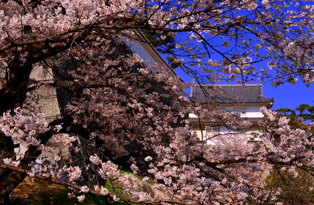 11. 上竹の桜（御殿の桜） | 花さんぽ | 二本松市観光連盟