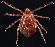 A New Tick in Town - Adirondack Almanack