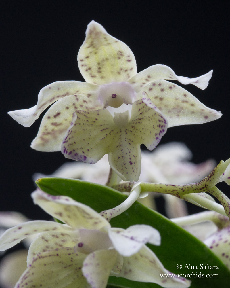 Dendrobium Aussie (Micro) Chip