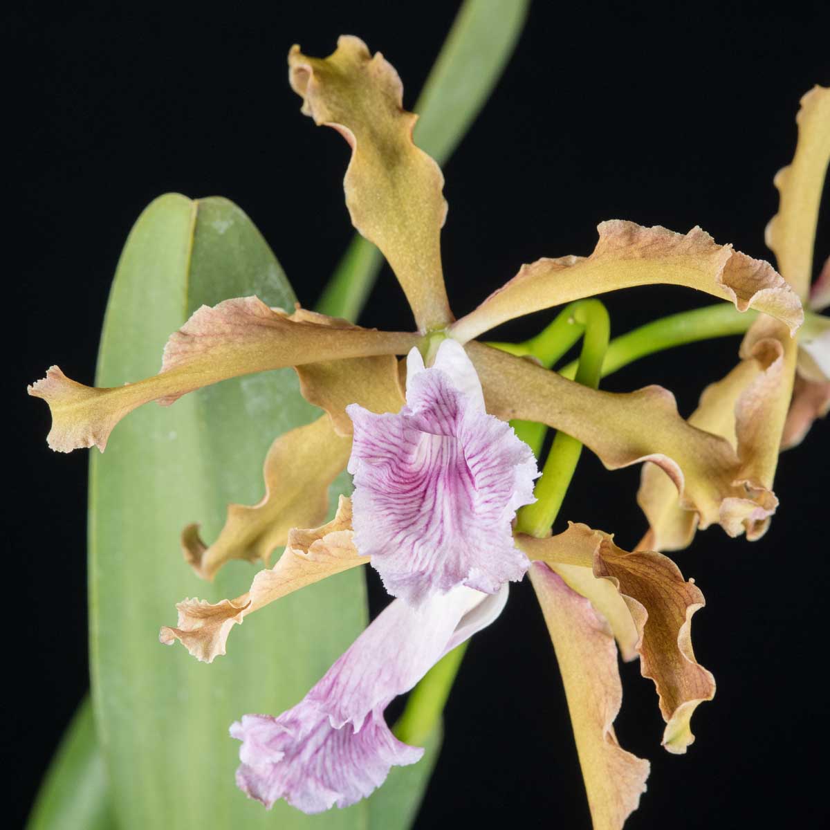 Cattleya (Laelia) grandis