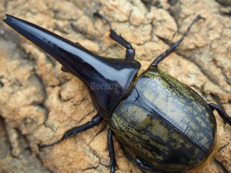 激レア！DHヘラクレス パチセラスインブリペア | Dorcus-Saga