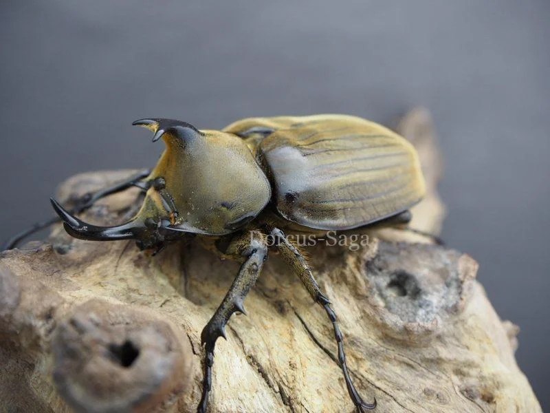 カブトムシ | Dorcus-Saga