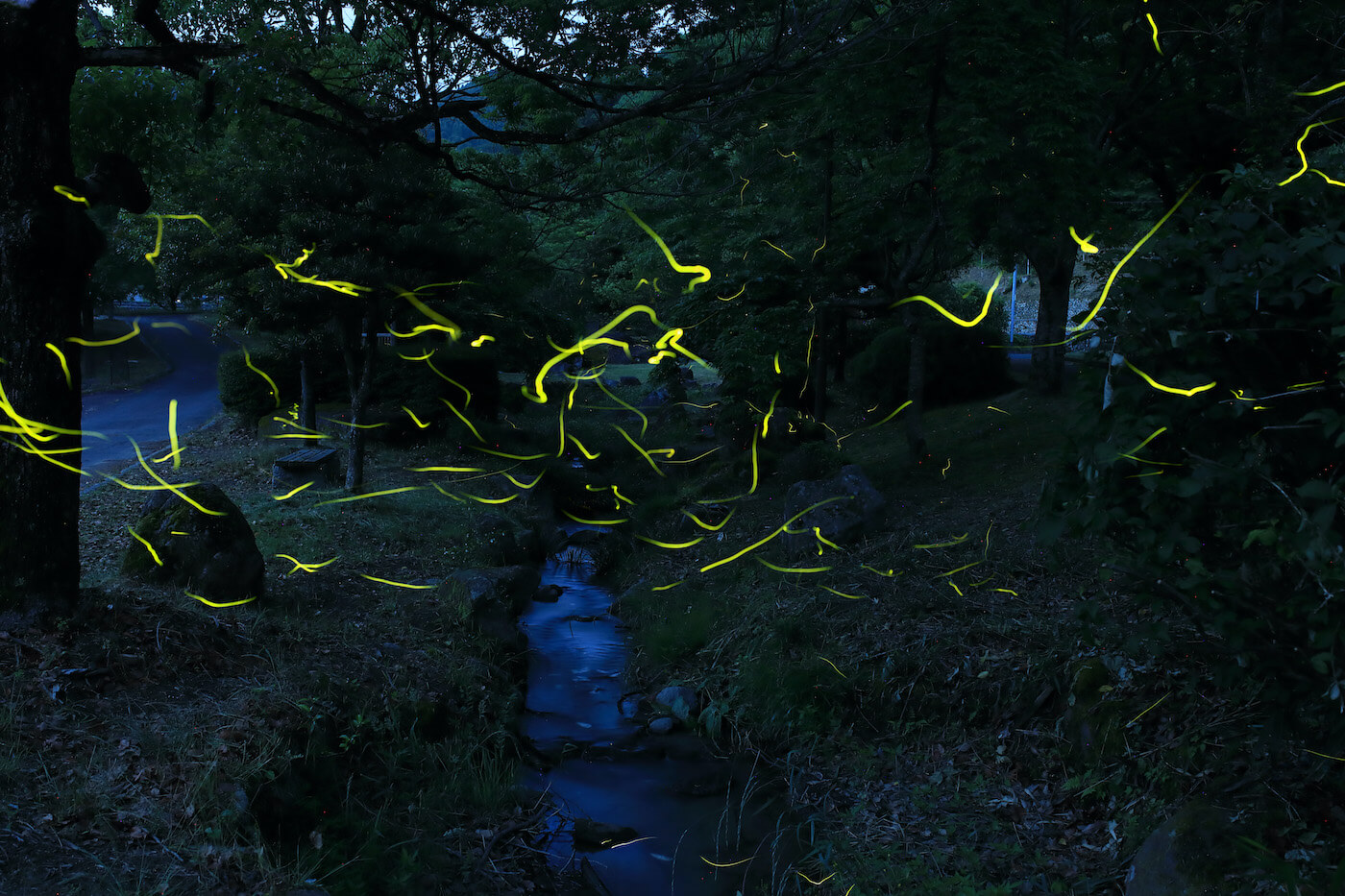 福岡ほたるガイド2025 | Fukuoka Now