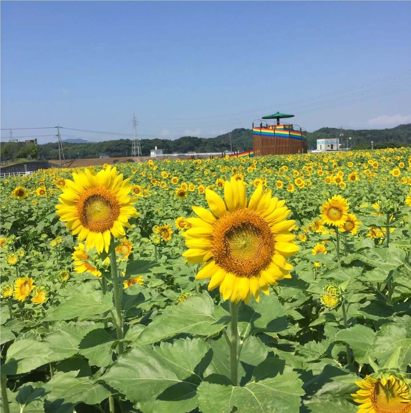 福岡ひまわりガイド2025 | Fukuoka Now