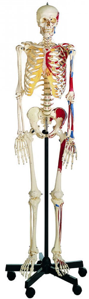 人体模型 等身大骨格模型（彩色付） ソムソ社