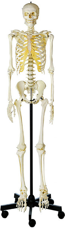 人体模型 等身大骨格模型（男性） ソムソ社