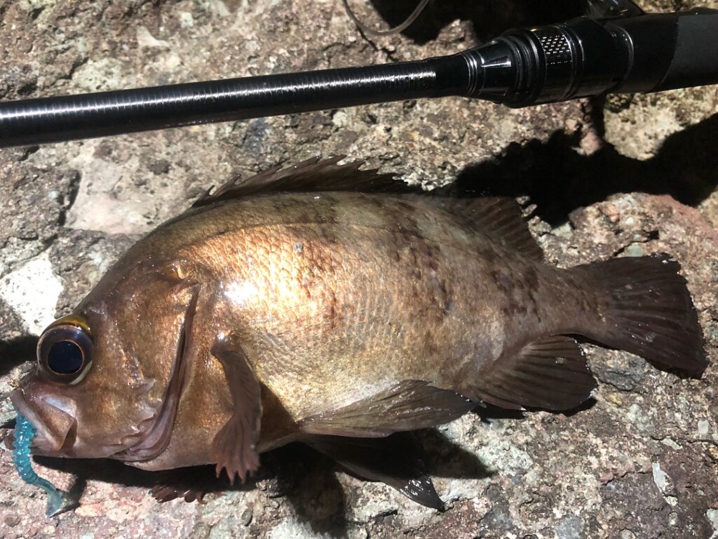 その長さ9ftオーバー】異色のロングロッド、ティクトの「ICE CUBE IC