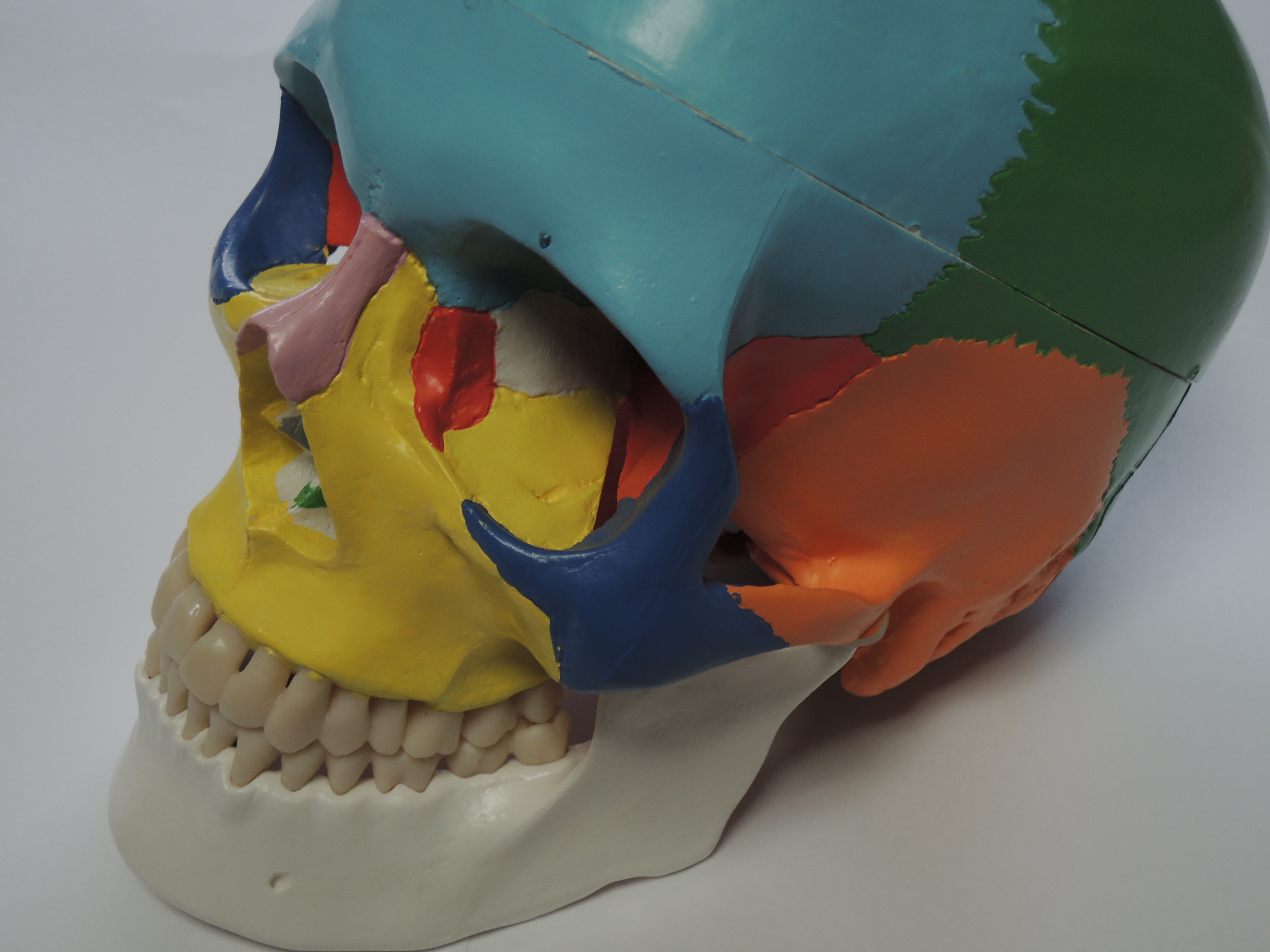 頭蓋仙骨療法 : クレニオセイクラル・セラピーの歴史 – たなこころ