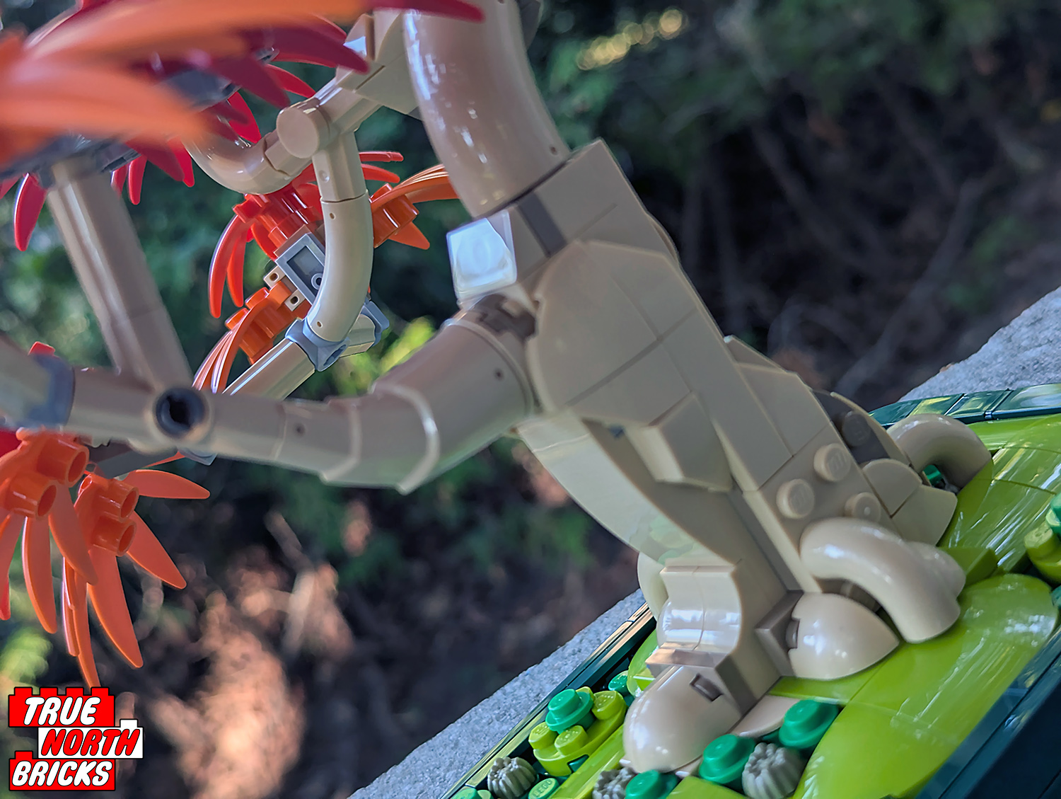 Japanese Red Maple Bonsai Tree (10348) Review - True North Bricks