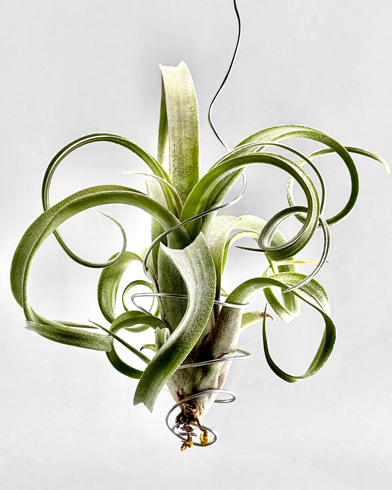 異形のカーリースリム【ティランジア・クラーケン】Tillandsia Kraken