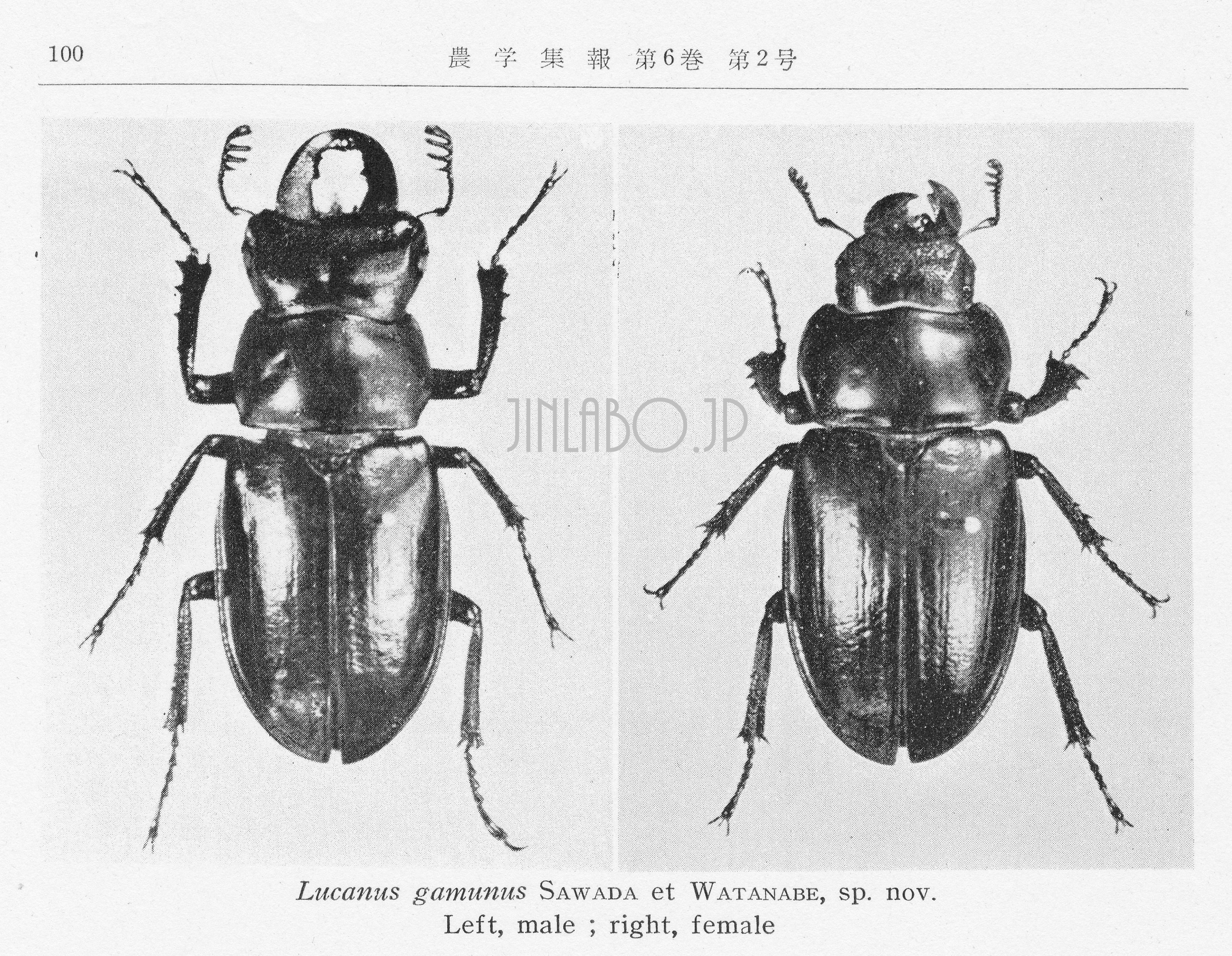 ビークワ補足】~Lucanus gamunus ミクラミヤマ | Jinlabo