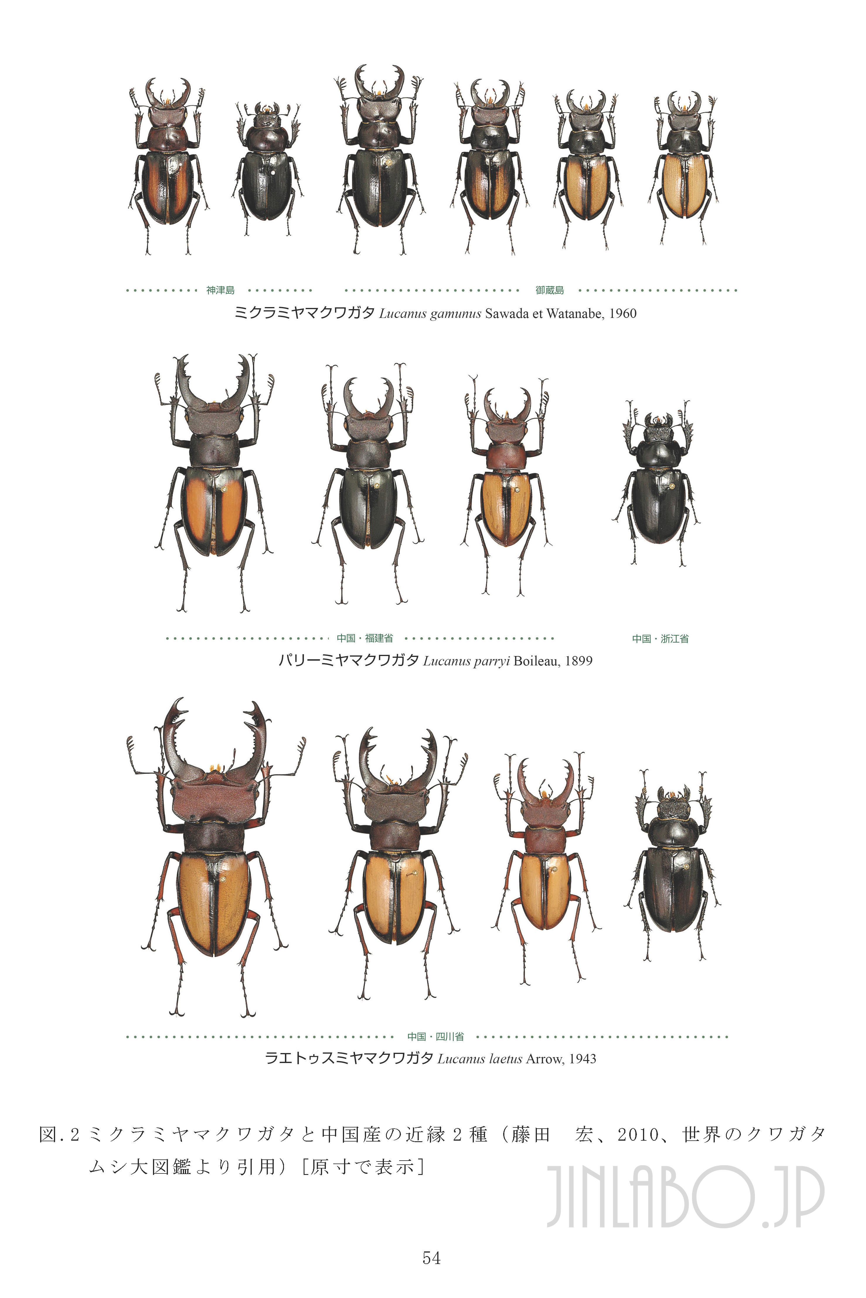 ビークワ補足】~Lucanus gamunus ミクラミヤマ | Jinlabo
