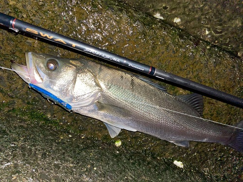 シーバスゲームをより深いレベルで楽しめるロッド！天龍の「SWAT