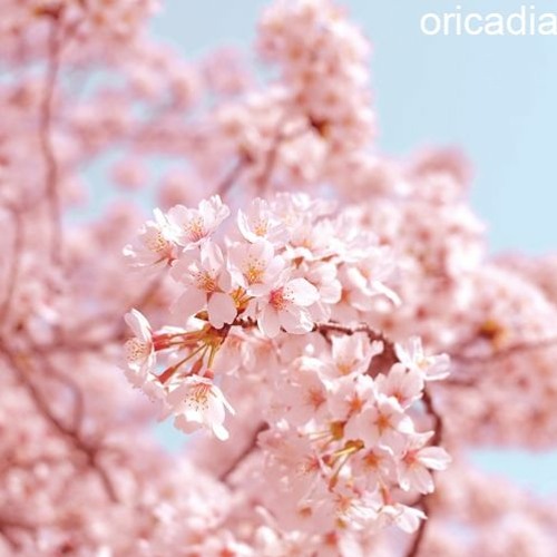Stream Hana (Flower)[prod. wetgropes] by oricadia | Listen online