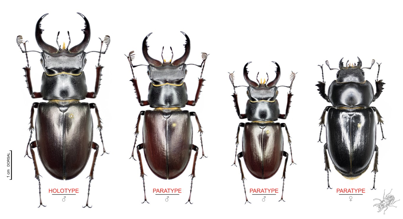 Beetles World 21~ Lucanus fiedleriの記載 | Jinlabo