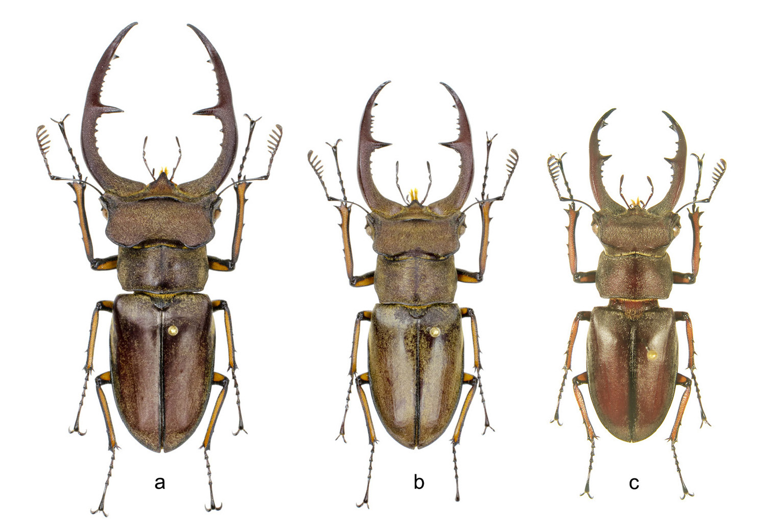 新種記載しました | Jinlabo