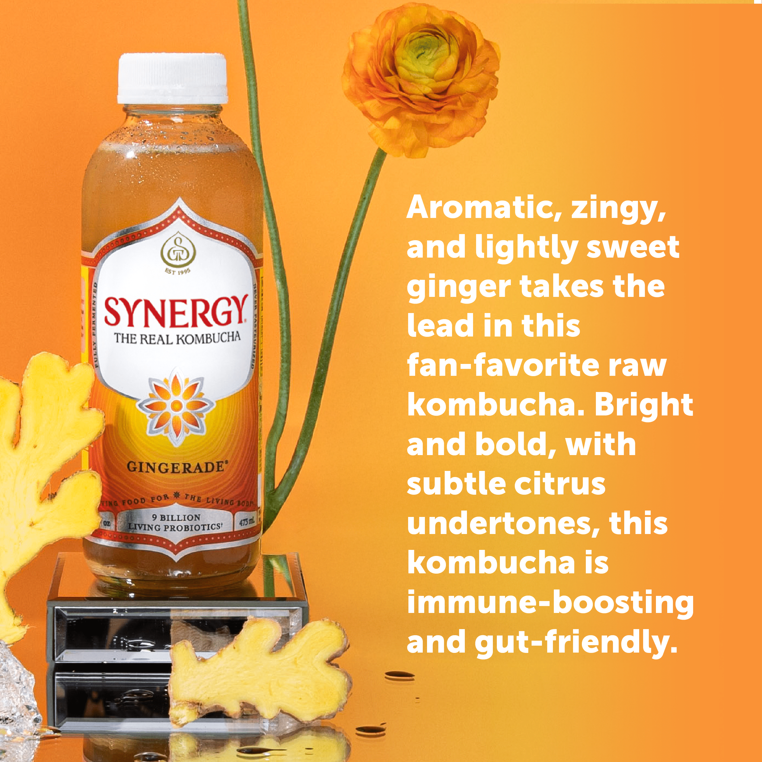 2 pack) Synergy The Real Kombucha Gingerade, 16 fl oz - Walmart.com