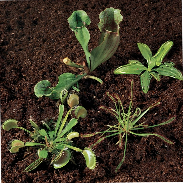 Carnivorous Plants Collection, Living - Walmart.com
