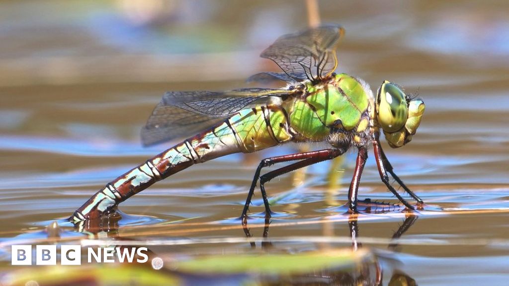 Climate change: Dragonflies spread north in warming world