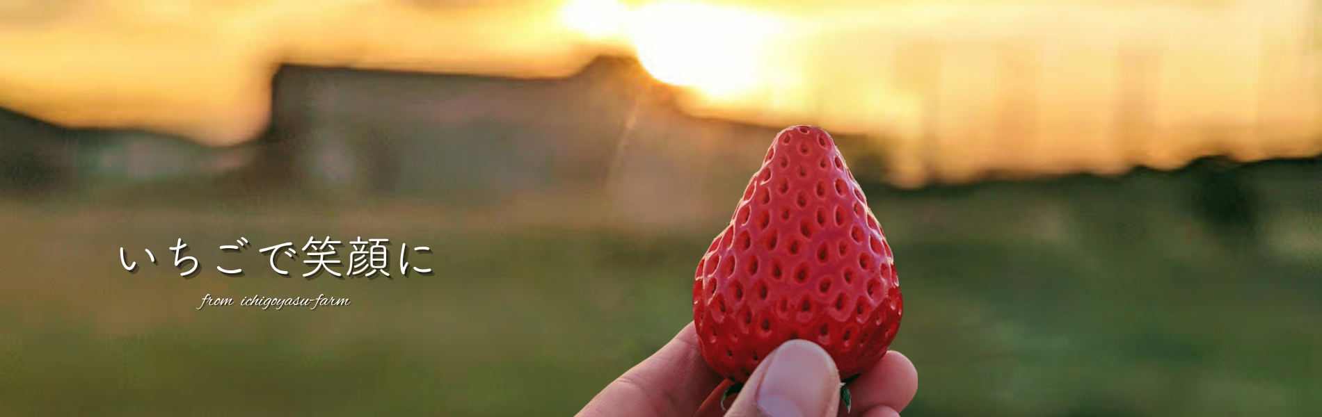 千葉県富津市にあるいちご農園です。アクアラインから車で40分！朝採り