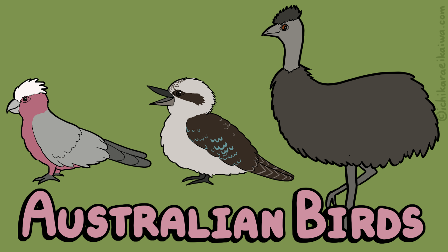 英語多読】Let's Meet Australian Birds ～オーストラリアに独特な鳥が