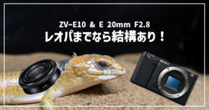 ZV-E10とE 20mm F2.8で愛犬撮影 | めちゃくちゃコンパクト