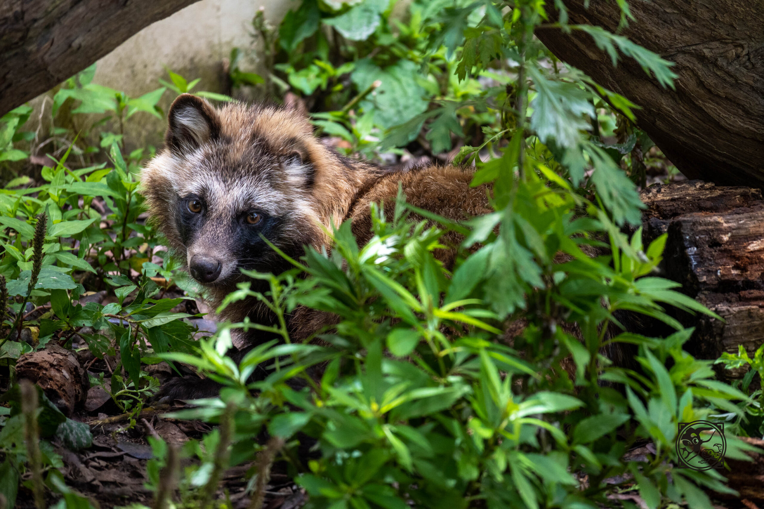 仕事休んでZ30とNIKKOR Z DX 50-250mm f/4.5-6.3 VRを持って東山動