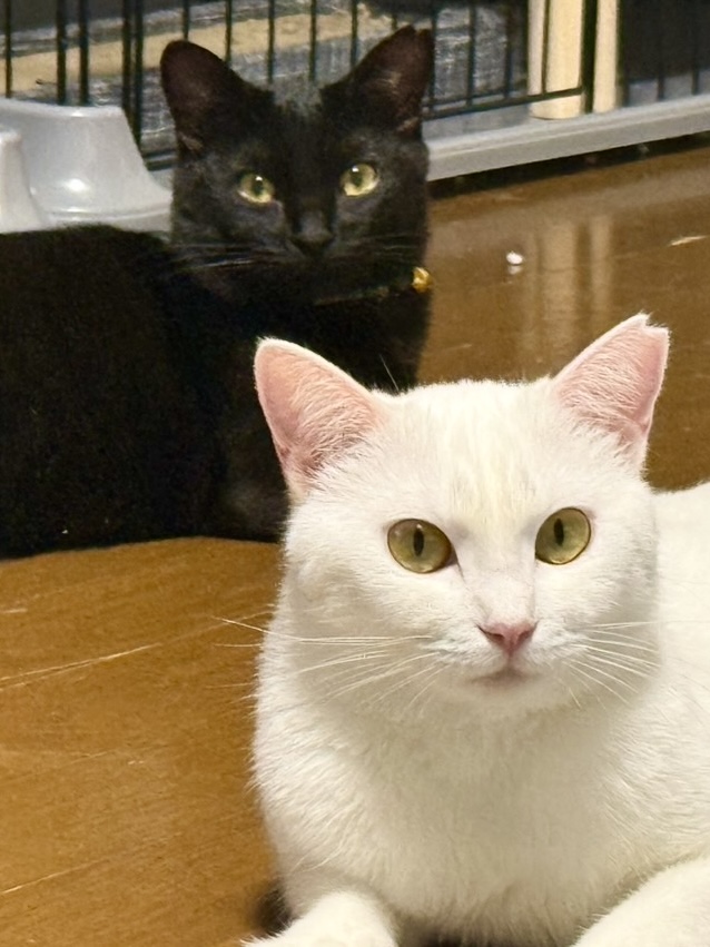 一宮市】12月7日(日)禅林寺にて「NPO法人 hinatabocco主催 ねこの譲渡