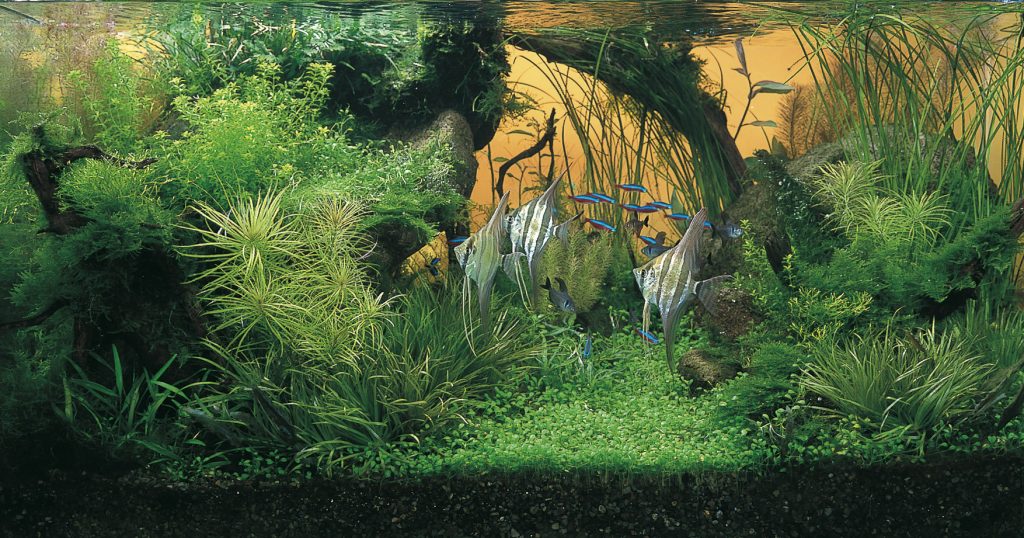 IAPLC | 世界最大の水草レイアウトのコンテスト