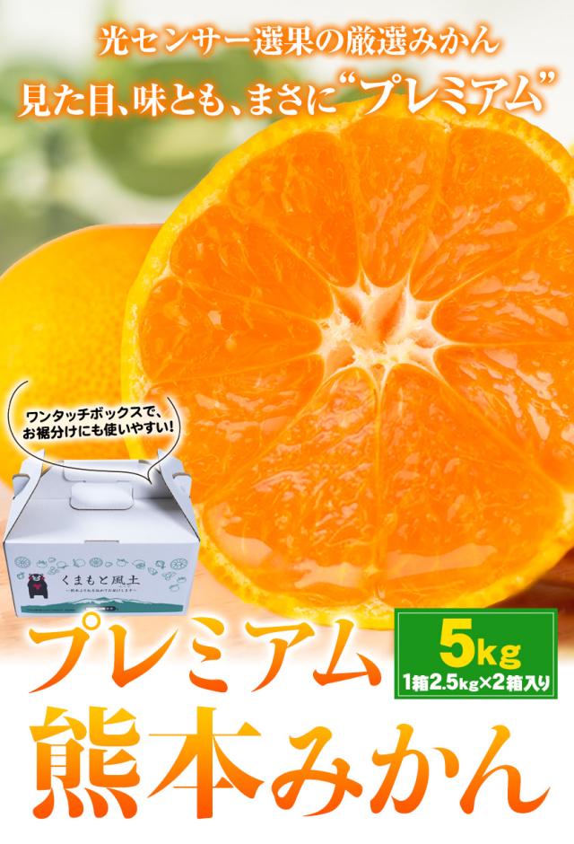 みかん 5kg サイズ 箱 買い 産地直送 柑橘 熊本 【光センサー選果の