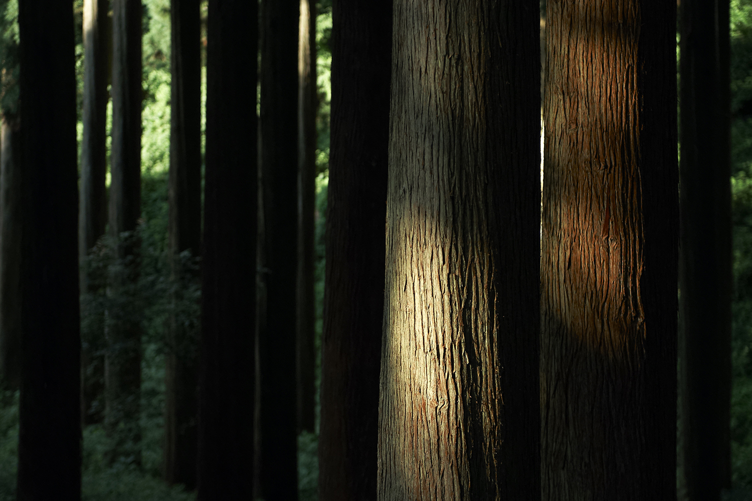 福井県池田町 木望の森プロジェクト