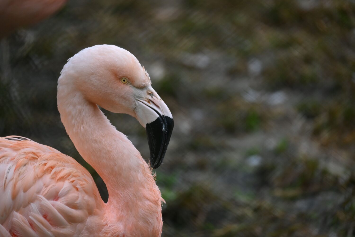 チリーフラミンゴ | 【公式】池田動物園