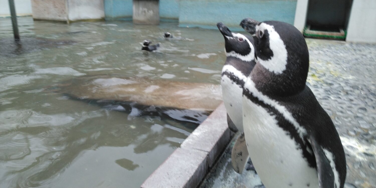 マゼランペンギン | 【公式】池田動物園
