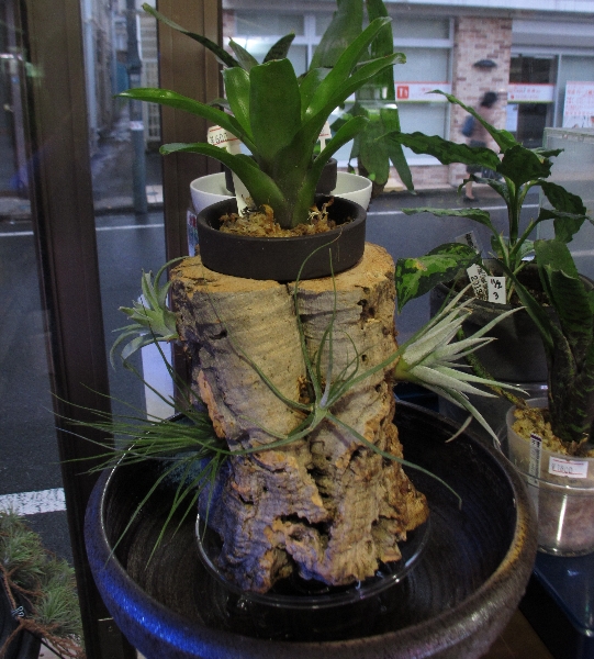 エアプランツレイアウト | 生き物屋PooL